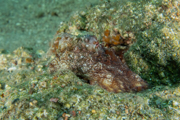 Octopus king of camouflage in the Red Sea, Eilat Israel 
