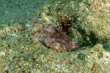 Octopus king of camouflage in the Red Sea, Eilat Israel 
