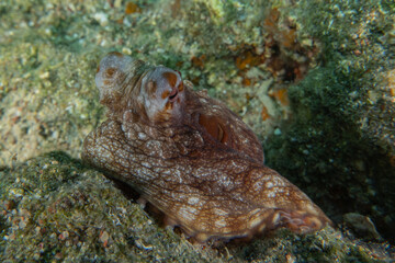 Octopus king of camouflage in the Red Sea, Eilat Israel 
