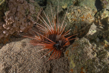 Lionfish (Pterois miles) in the Red Sea, colorful fish, Eilat, Israel
