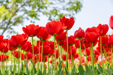 青空と新緑を背景に咲き誇る赤いチューリップ畑