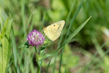 Clouded Yellow (Colias croceus) Butterfly perched on pink flower in Zurich, Switzerland