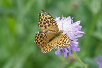 Silver-washed Fritillary butterfly (Argynnis paphia) sitting on a small scabious in Zurich, Switzerland
