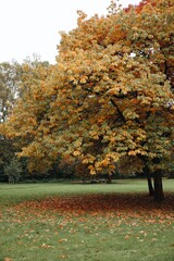 Colorful autumn trees with vivid orange, yellow, and red leaves glowing under soft sunlight, creating a warm and cozy seasonal mood.