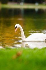 A graceful white swan gliding smoothly across the calm lake water, reflecting the soft light and peaceful atmosphere of nature.
