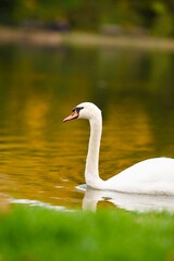 A graceful white swan gliding smoothly across the calm lake water, reflecting the soft light and peaceful atmosphere of nature.
