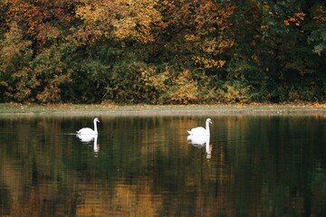Two graceful white swans gliding smoothly across the calm lake water, reflecting the soft light and peaceful atmosphere of nature.