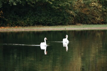 Two graceful white swans gliding smoothly across the calm lake water, reflecting the soft light and peaceful atmosphere of nature.