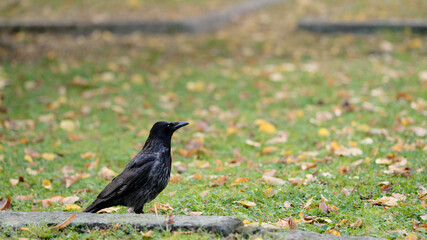 A black crow standing on autumn grass with scattered leaves, symbolizing calm observation and the balance of nature.