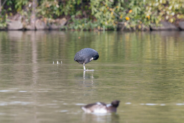 水鳥のオオバンが池の水面で片足立ちで休む姿