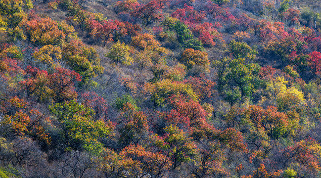 Wild apricot trees with multi-colored autumn foliage on the slopes of the Trans-Ili Alatau mountains near the Kazakh city of Almaty