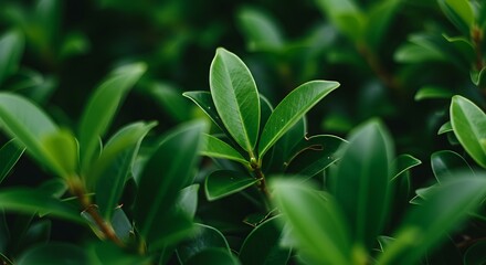 Obraz premium Lush Green Leaves in a Vibrant Garden, Close-Up View of Natures Beauty.