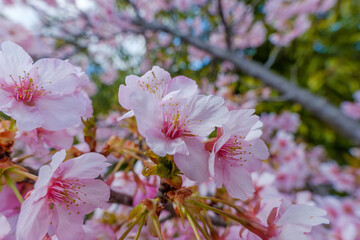 春の青空を背景に咲く満開のピンクの桜の花