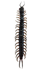 A giant centipede is seen isolated against a white background. This large arthropod displays numerous legs and a segmented body, highlighting its unique features for observation.