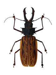 Sabertooth longhorn beetle Macrodontia cervicornis is displayed isolated against a white background. The beetle shows distinctive long antennae and striking coloration.
