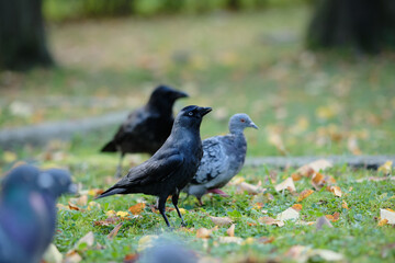 Two birds, a crow and a pigeon, standing on green grass with autumn leaves