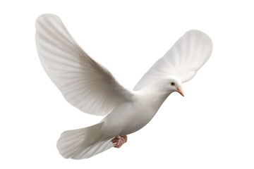 Fototapeta premium White dove flying, spreading wings, representing peace, spirituality, freedom, purity, and hope