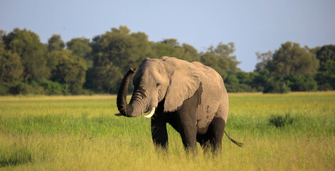 Beautiful portrait of an african elephant.
When it comes to seeing African elephants in the wild,...