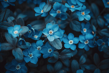 Forget-me-not flowers with delicate blue petals and yellow cores bloom among the dark green foliage