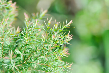 Claret Tops Honey Myrtle, Melaleuca linariifolia Claret Tops or pink and green leaf
