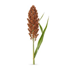 Sorghum Grain Head with Green Leaves on White Background.