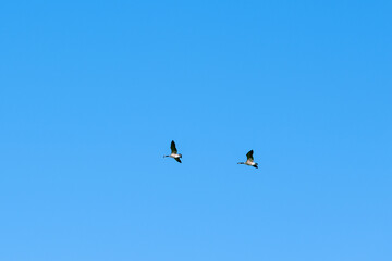 Two wild geese flying together in a clear blue sky. Minimalistic nature background symbolizing freedom, migration, and harmony. Perfect for use as a peaceful backdrop, wildlife concept