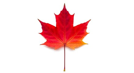 Vibrant Maple Leaf - A Symbol of Canadian Autumn and National Identity.