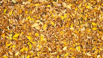 Solid Background of Bright Yellow and Golden Autumn Leaves