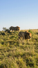 Male lions walking on savanna grass in Africa