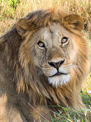 Obraz premium Lion looking up in savanna grass