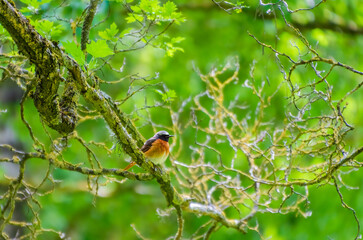 Small redstart bird resting on mossy tree branch in green spring forest. Close-up of colorful redstart bird on moss-covered branch, shallow depth, peaceful mood, wildlife and nature photography 