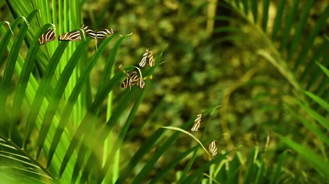 Slow motion video of Zebra Longwing butterfly Heliconius charithonia with black wings and bright yellow stripes, native to the Americas. Elegant and slender, often seen fluttering among tropical