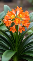 Clivia Miniata - A Vibrant Display of Orange Blooms.