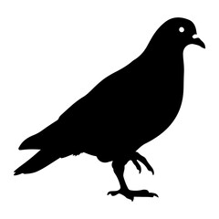 Fototapeta premium Black pigeon walking silhouette bird white