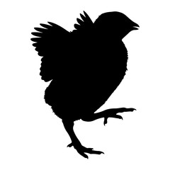 Fototapeta premium Black silhouette of a chick with wings raised white background