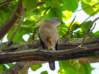 Fiji Goshawk Looking for Prey