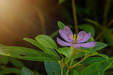 Purple Wildflower with Green Leaves and Sunlight – Tropical Nature Botanical Background