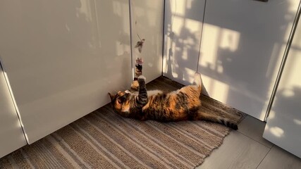 Playful calico fluffy cat lazily plays with teasing feather toy under warm sun, basking in on cozy kitchen home floor. Feline pet joy with simple pleasures activities for health, curiosity at home. 