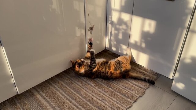 Playful calico fluffy cat lazily plays with teasing feather toy under warm sun, basking in on cozy kitchen home floor. Feline pet joy with simple pleasures activities for health, curiosity at home. 