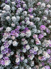 frozen autumn flowers covered in purple frost at dawn