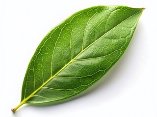 Minimalist Bay Leaf Herb on White Background - Isolated Stock Photo