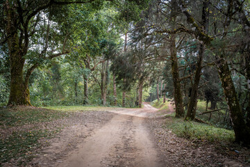 Fototapeta premium Rural dirt road through mountain forest in Chiang Dao, northern Thailand. Transportation, communication and adventure travel concept.