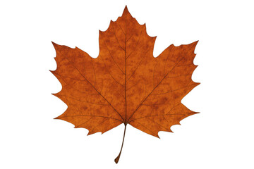 Dry maple autumn leaf showing detailed texture and veins, transparent background, natural fall season element
