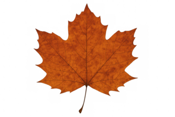 Dry maple autumn leaf showing detailed texture and veins, transparent background, natural fall season element