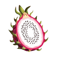 Pitaya, vector illustration. Highlights, shadows, vibrant design.