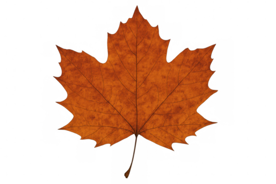 Dry maple autumn leaf showing detailed texture and veins, transparent background, natural fall season element