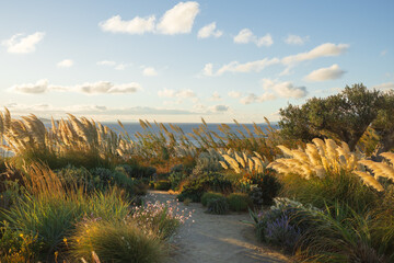 aesthetic garden design with sea view in warm tones under sunset sky. modern landscape design with mix of herbs and