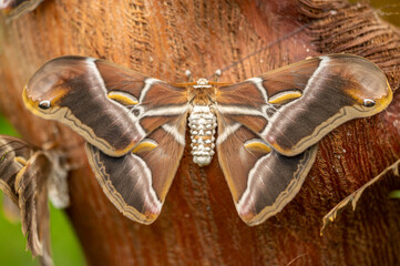 Close-up of an Atlas moth Attacus atlas, one of the largest moths in the world, resting on tree bark. Its wide brown wings with snake-like patterns and soft textures highlight the beauty and detail of