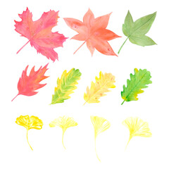 Hand drawn watercolor autumn leaves set. Illustration of oak gingko maple plane tree leaves isolated on white background. Can be used for postcard, label and other printed products.