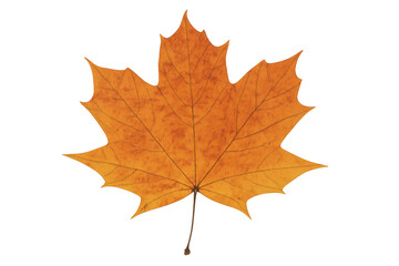 Obraz premium Single orange maple leaf symbolizing autumn season and nature, seasonal fall foliage with transparent background